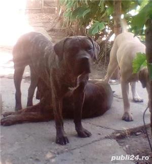 Ofer dau mascul Presa Dogo Canario pedigree canisa Giurgiu masculi - imagine 5