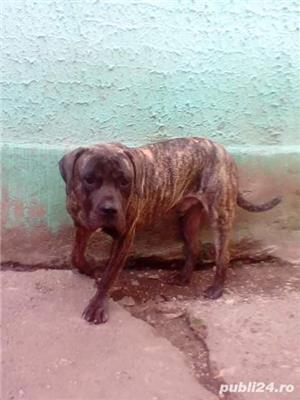 Ofer dau mascul Presa Dogo Canario pedigree canisa Giurgiu masculi - imagine 3