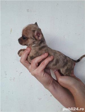 Pui de chihuahua!! - imagine 4