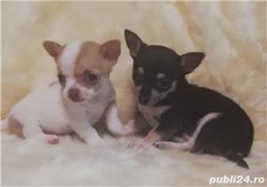 Pui de chihuahua!! - imagine 3