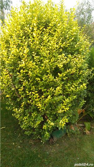 Vind  garduri vii :Ligustrum , hibiscus mov,lonicera, iasomie,tui - imagine 5