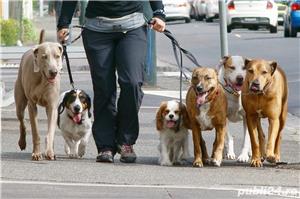 Scoala dresaj canin caini Bucuresti Ilfov - imagine 2 Scoala dresaj canin caini Bucuresti Ilfov - imagine 2