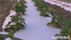 Folie mulcire 30 microni capsuni la metru - imagine 4