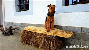 welsh terrier - DOAR MONTA!!! - imagine 2