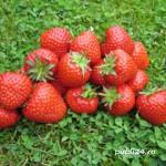 OFERTA PROMOTIONALA!!! Zmeur, coacaz, mur si merisor!!!  - imagine 5