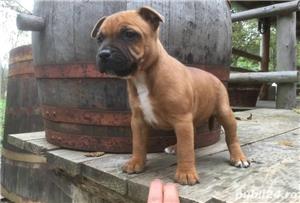 Vand staffordshire bullterrier/bull terrier!! - imagine 3