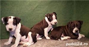 Pui de amstaff/amstaf pe negru , alb si maro  - imagine 4