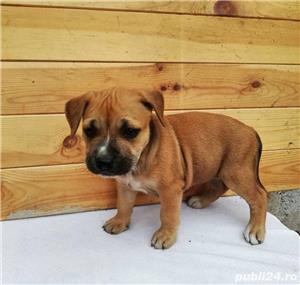 Pui de amstaff/amstaf pe negru , alb si maro  - imagine 5