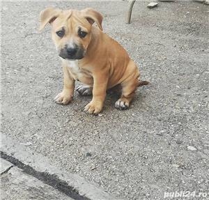 Pui de amstaff/amstaf pe negru , alb si maro  - imagine 6