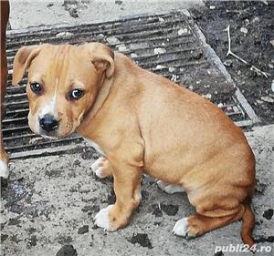 Pui de amstaff/amstaf pe negru , alb si maro  - imagine 3