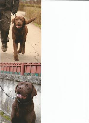 Ofer pentru monta mascul Labrador Retriever ciocolatiu, exemplar deosebit. - imagine 2