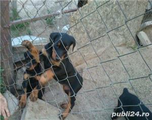 Pui  doberman dobermann - imagine 2