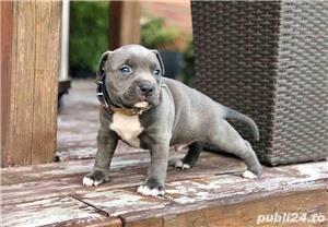 Vand american bully - imagine 6 Vand american bully - imagine 6