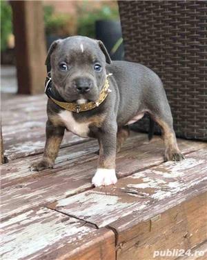 Vand american bully - imagine 7 Vand american bully - imagine 7
