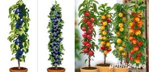 Pomi columnari si pitici