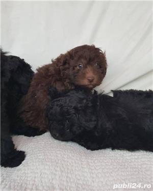 Ciobanesc unguresc puli/puleu pe alb,negru si maro!! - imagine 3 Ciobanesc unguresc puli/puleu pe alb,negru si maro!! - imagine 3