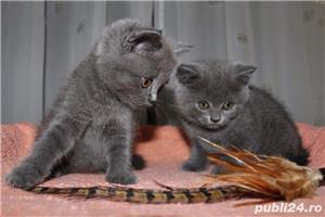 Pui pisica british shorthair - imagine 2