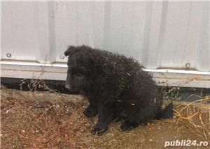 Pui de intors oile/mudi - imagine 2