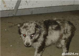 Pui de intors oile/mudi