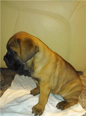 Vand bullmastiff!! - imagine 2 Vand bullmastiff!! - imagine 2