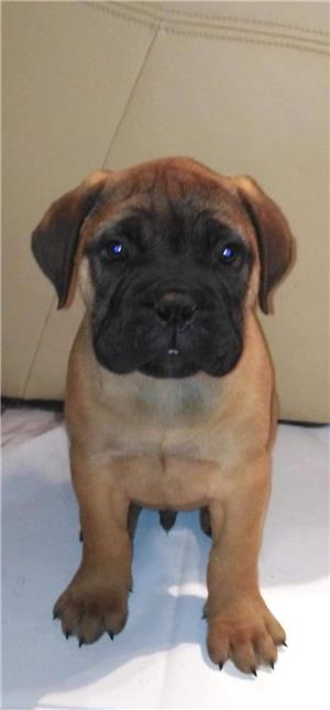 Vand bullmastiff!! - imagine 3 Vand bullmastiff!! - imagine 3
