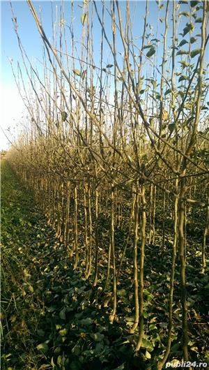 Pomi fructiferi de vanzare - imagine 2