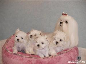 Bichon Maltez mini, albi ca zapada, 8 saptamani - imagine 3