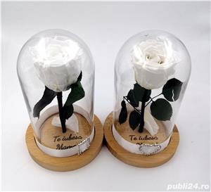 Trandafiri Criogenati BiaRose in cupola mica de sticla 25cm - imagine 3