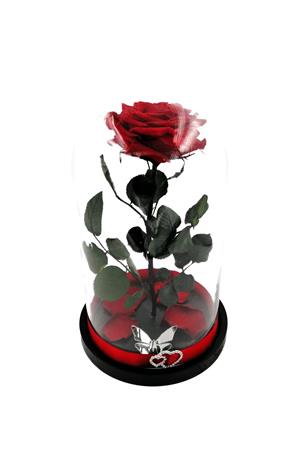 Trandafir Criogenat BiaRose 9cm in cupola mare de sticla inaltime 30cm