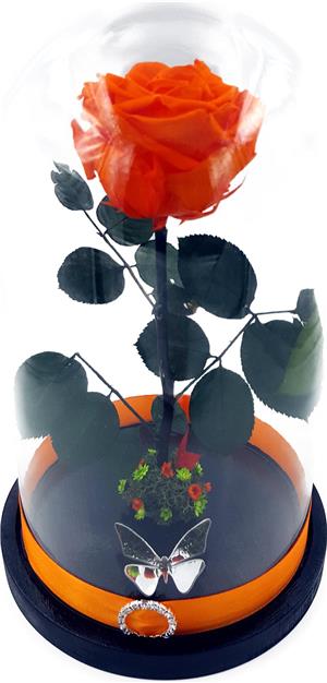 Trandafir Criogenat BiaRose 9cm in cupola mare de sticla inaltime 30cm - imagine 3