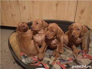 Vand vijla(viszla/vizsla) maghiara!! - imagine 3