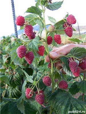 Drajoni Zmeura Polka (soi care face tot anul)