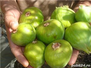 Butasi Smokin Galben Romanesc Si Alte Soiuri In Comentariu