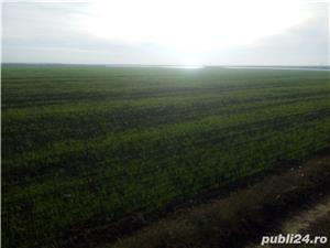 Proprietar vand 4,15 Ha teren agricol extravilan Jud. Calarasi - imagine 6