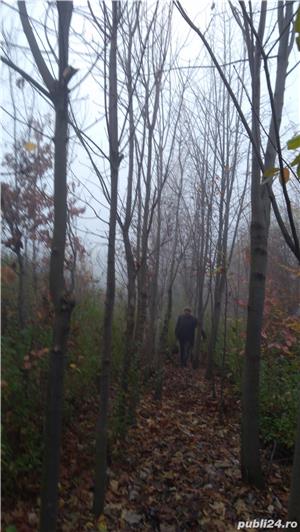 Vind platani ,tei,mesteacan,salcie, scoruș,crescuți în pepiniera proprie - imagine 4