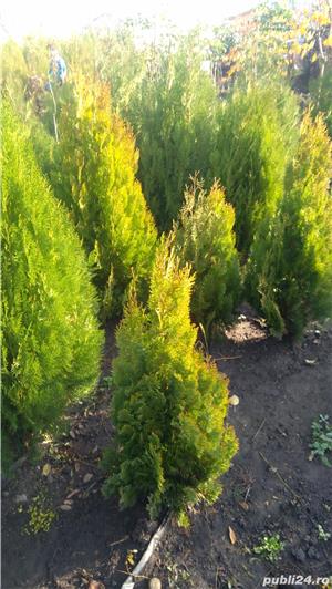 Vind platani ,tei,mesteacan,salcie, scoruș,crescuți în pepiniera proprie - imagine 3