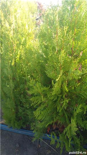 Vind  garduri vii :Ligustrum , hibiscus mov,lonicera, iasomie,tui