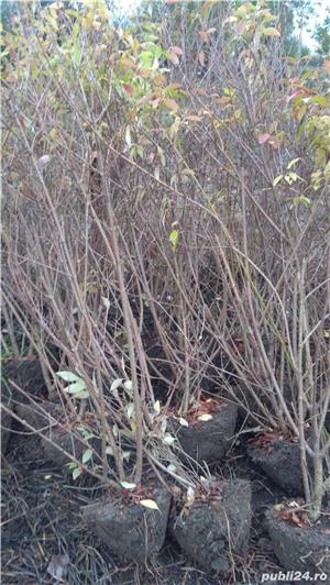 Vind  garduri vii :Ligustrum , hibiscus mov,lonicera, iasomie,tui - imagine 3