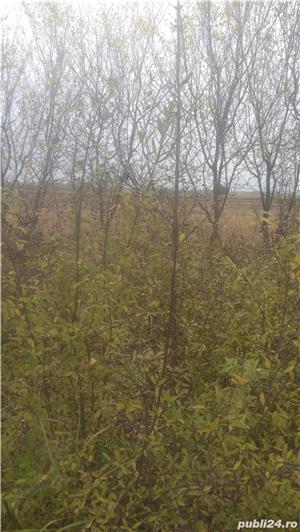 Vind  garduri vii :Ligustrum , hibiscus mov,lonicera, iasomie,tui - imagine 4