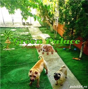 Pensiune Caini și pisici - imagine 4