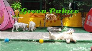 Pensiune Caini și pisici - imagine 3