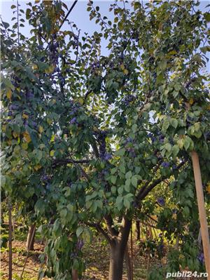 Vând țuică de prună sau din fructe (mere,pere) la minim 42 grade, vișinată+cireșată, vin streșinică - imagine 4