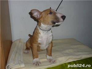 bullterrier/bull terrier - imagine 1