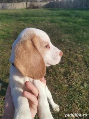 Pui de beagle tricolor si bicolor - imagine 2