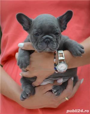 Pui de bulldog buldog francez blue gri albastru - imagine 2