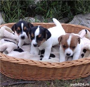 Vand jack russell/russel terrier!! - imagine 1