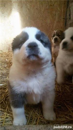 Vand saint bernard!! - imagine 2 Vand saint bernard!! - imagine 2