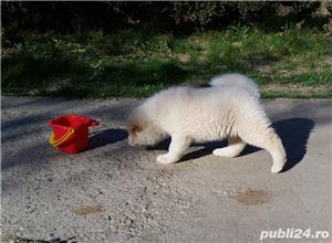 Vand akita american! - imagine 3