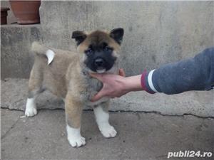 Vand akita american! - imagine 4