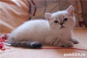 Pui de british shorthair diverse nuante - imagine 2
